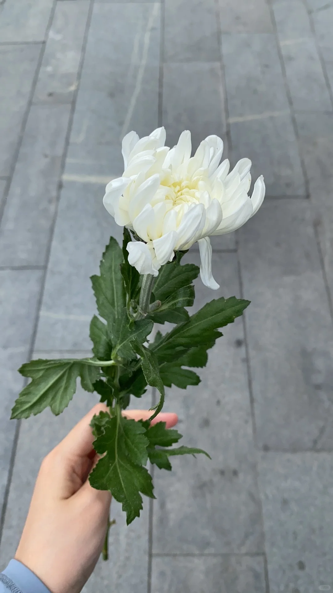 南京旅游攻略（中）