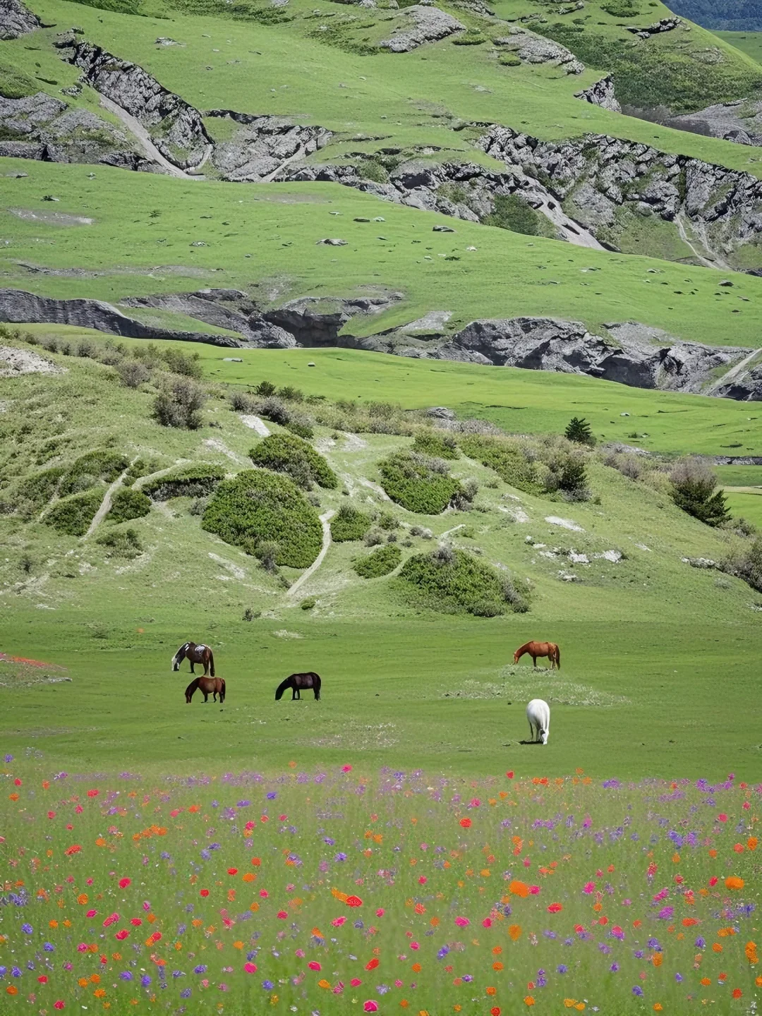 不在瑞士...7-8月的川西🏔️！！💐美到失语😭