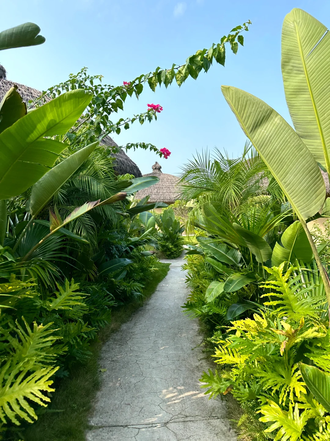不是巴厘岛在广西！从雨林中醒来🌴