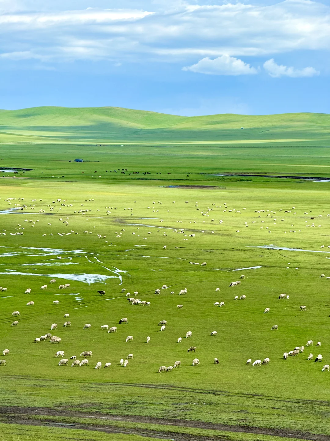 不回去了，我决定留在草原放🐑了…