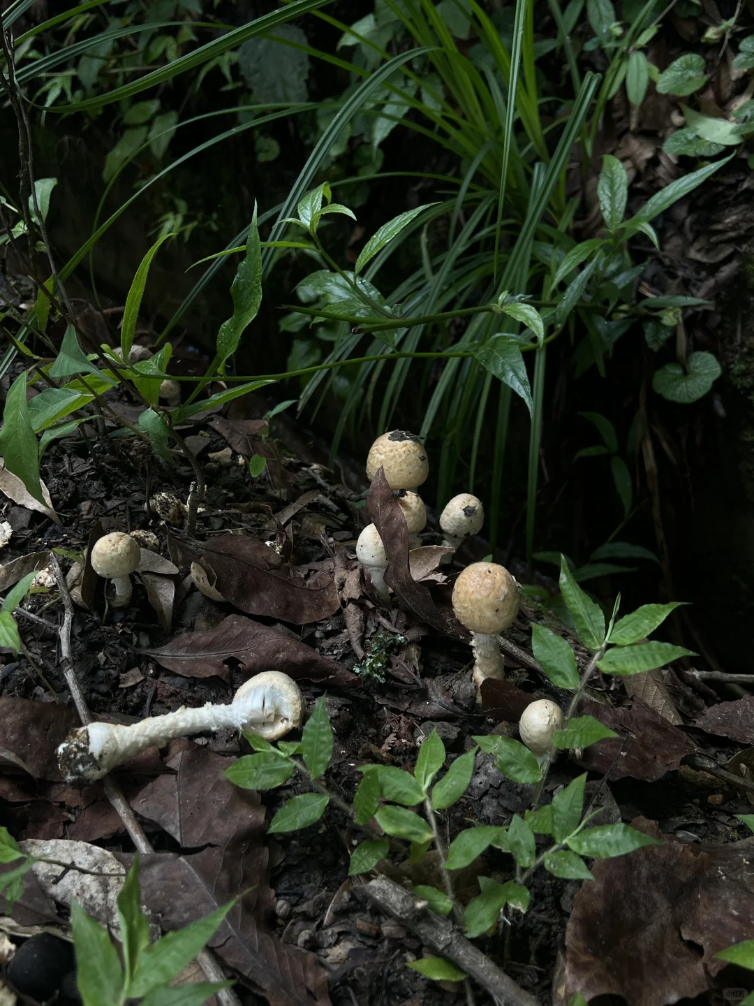 被低估的腾冲，比大理更适合旅居的地方