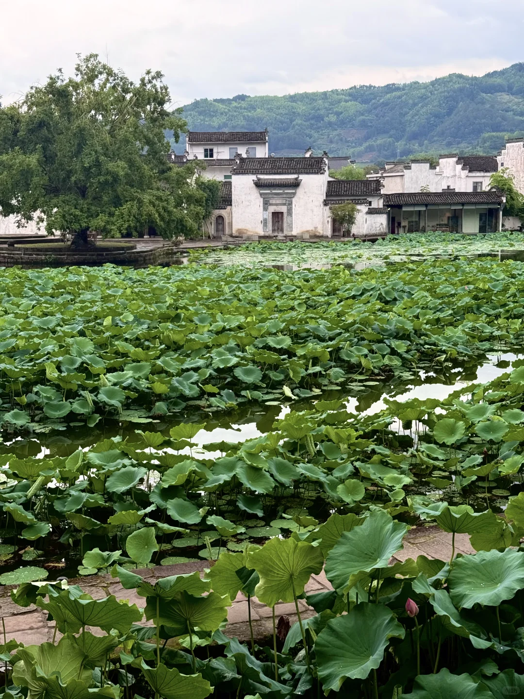 live📍徽州呈坎✨皖南古镇的夏日时光（附攻略