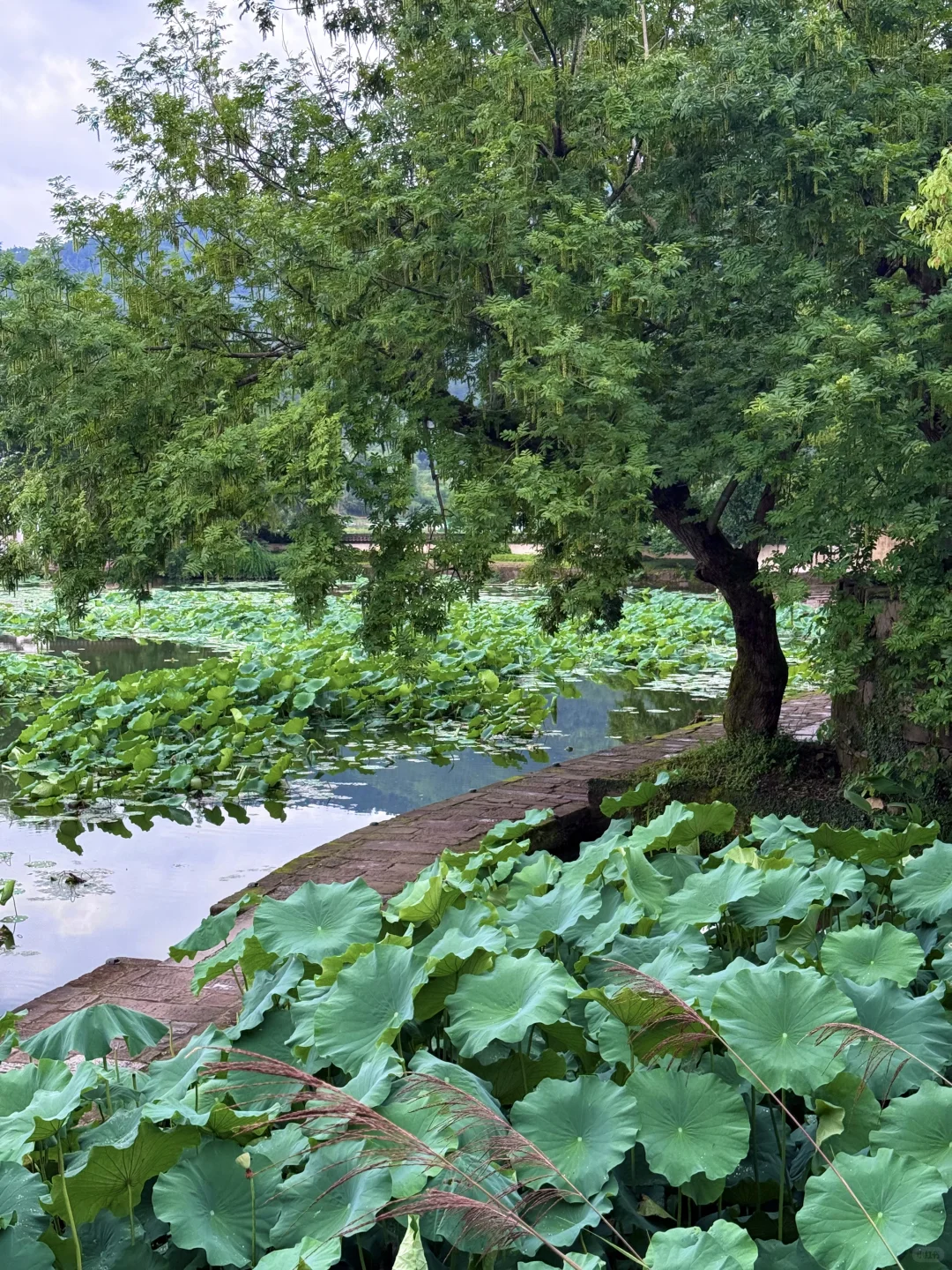 live📍徽州呈坎✨皖南古镇的夏日时光（附攻略