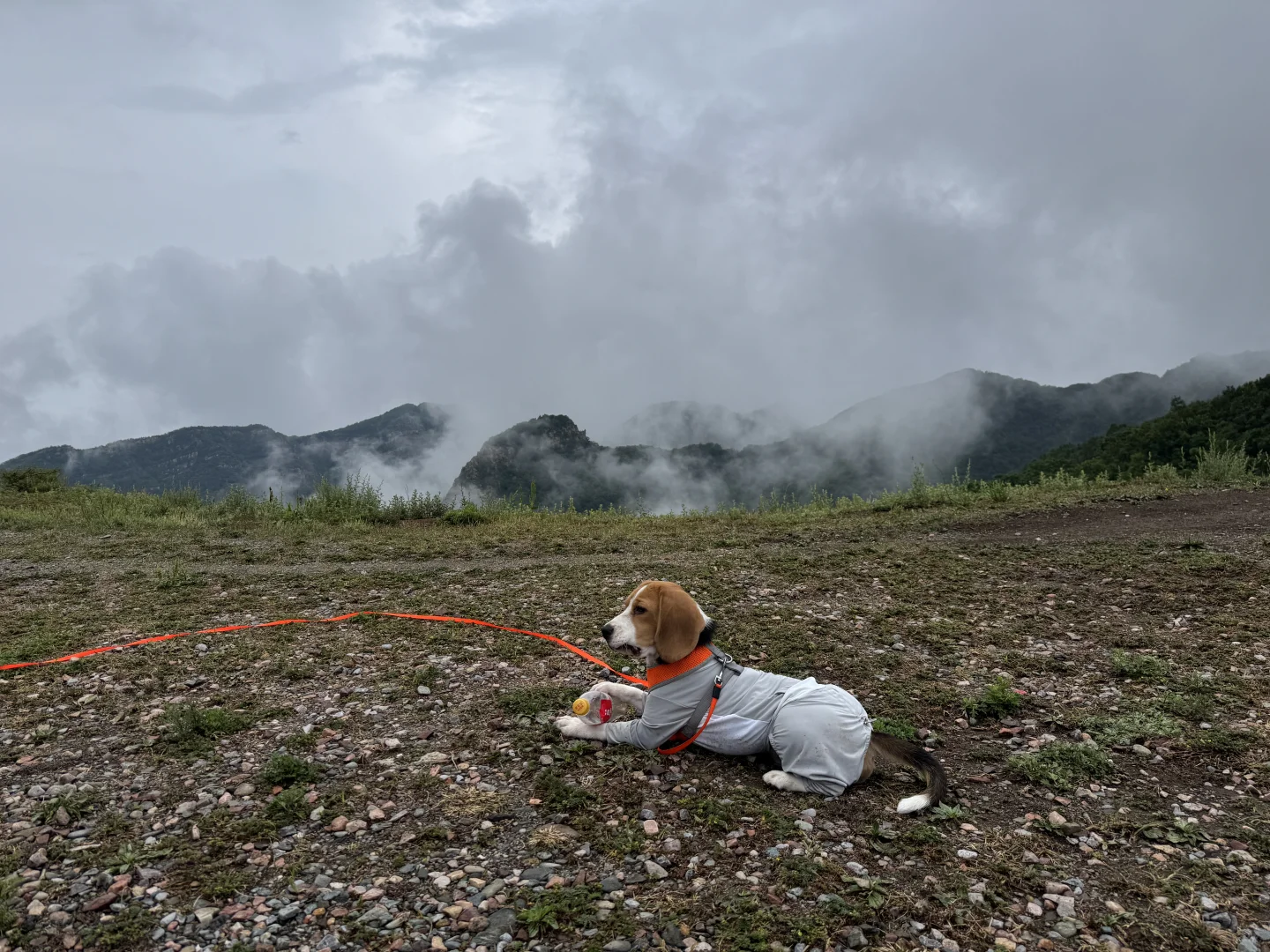 石家庄周边宠物友好景区-嶂石岩