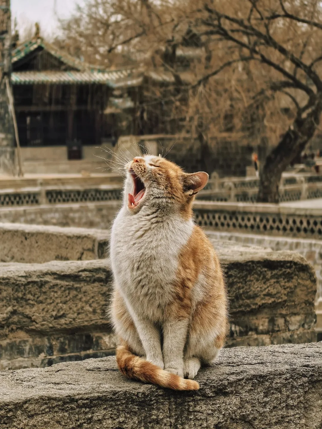 历史古景点打卡文案