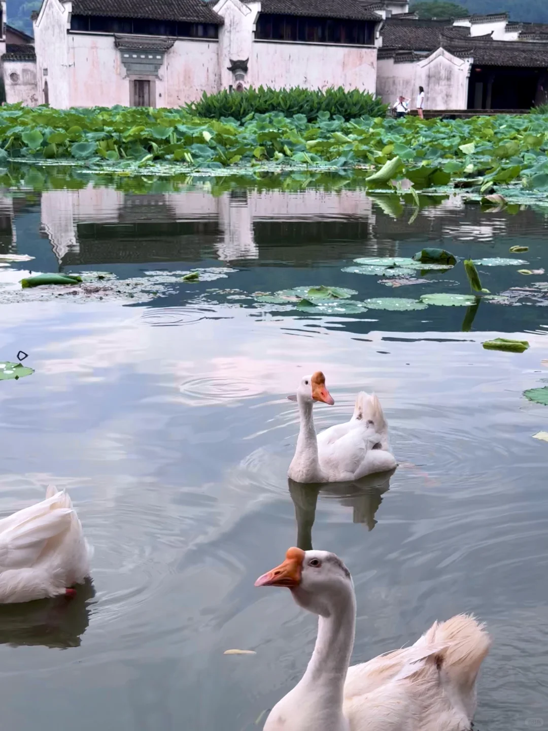 live📍徽州呈坎✨皖南古镇的夏日时光（附攻略
