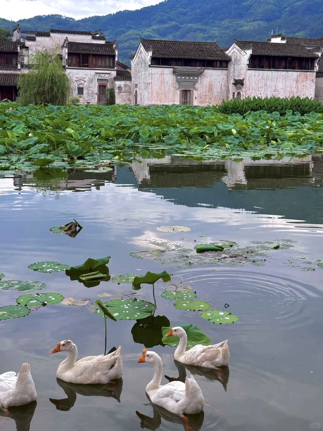 live📍徽州呈坎✨皖南古镇的夏日时光（附攻略