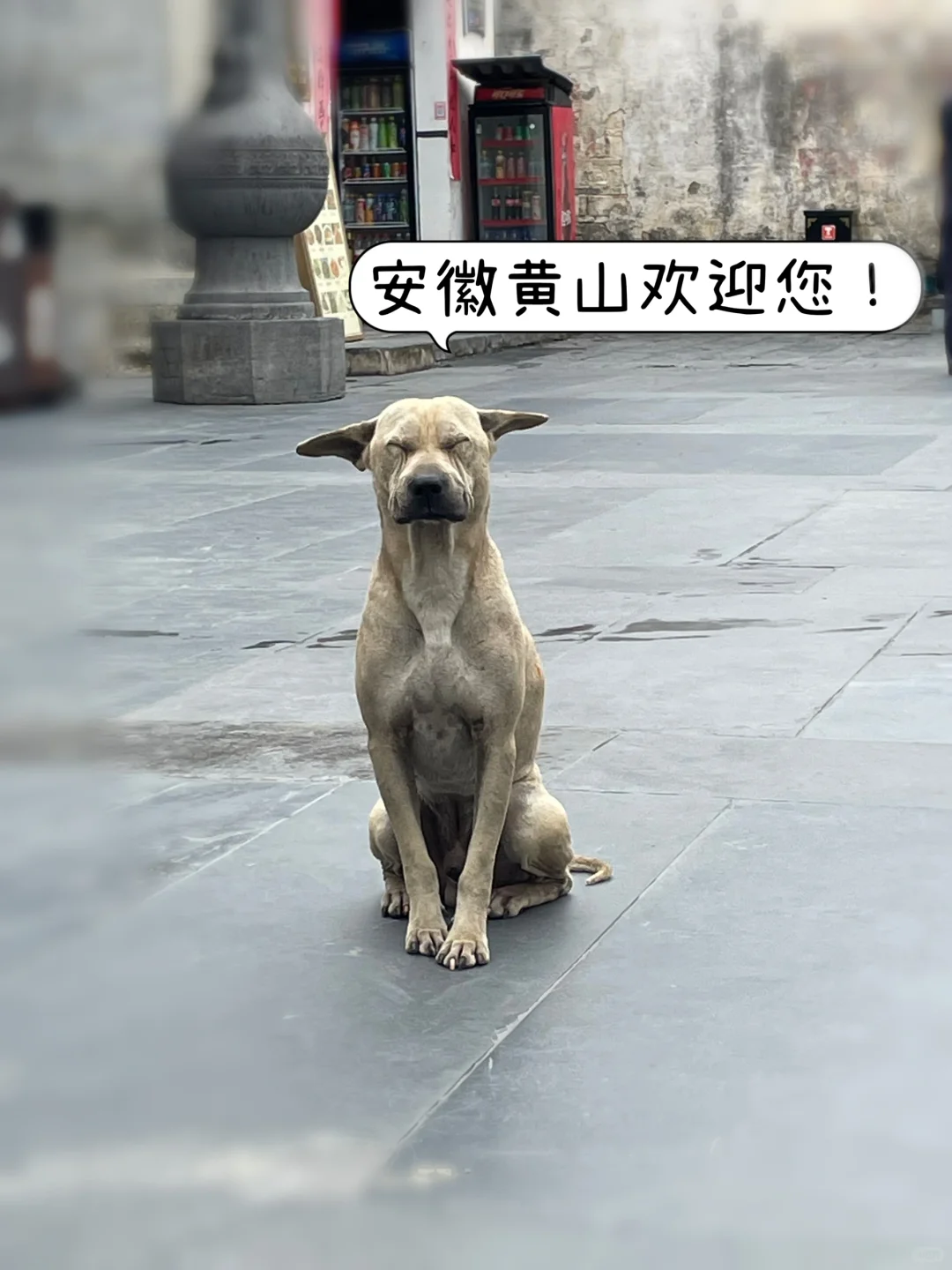 3天2夜｜黄山-宏村-西递 旅游Plog❗️绝对值得