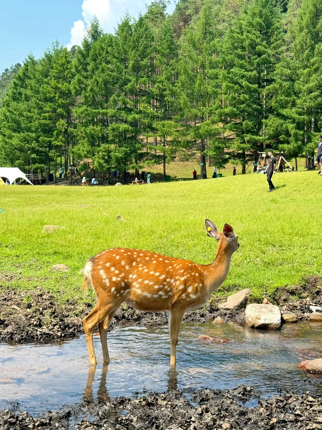 不是奈良，不是北欧，均温21℃必须带娃避暑去！