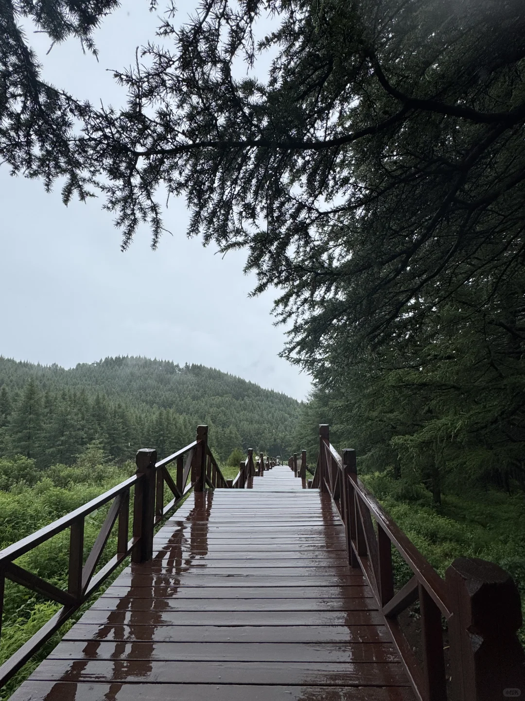 雨中驼梁