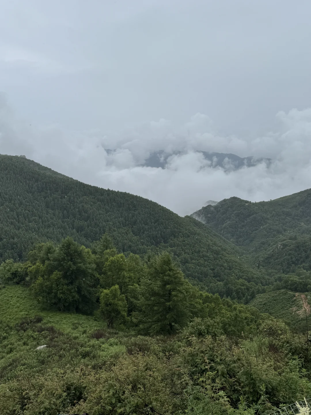 雨中驼梁