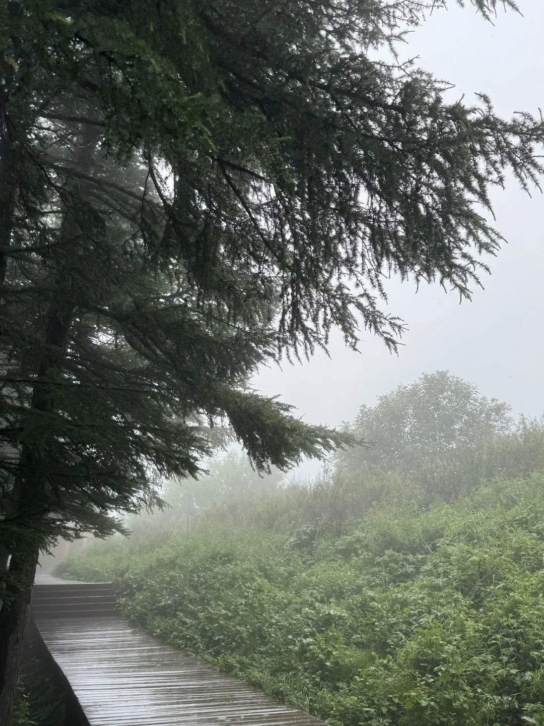 雨中驼梁