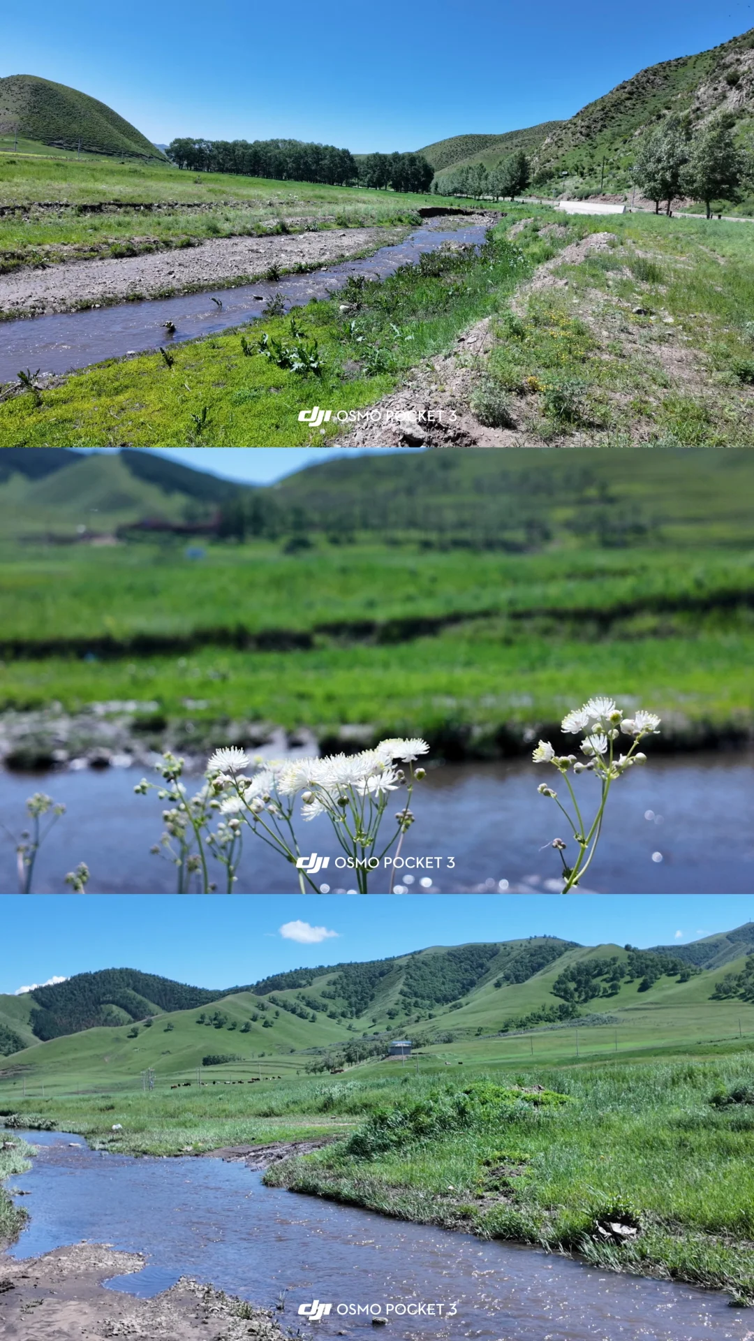 避暑赏景绝佳❗呼市周边看草原牛羊山涧路线