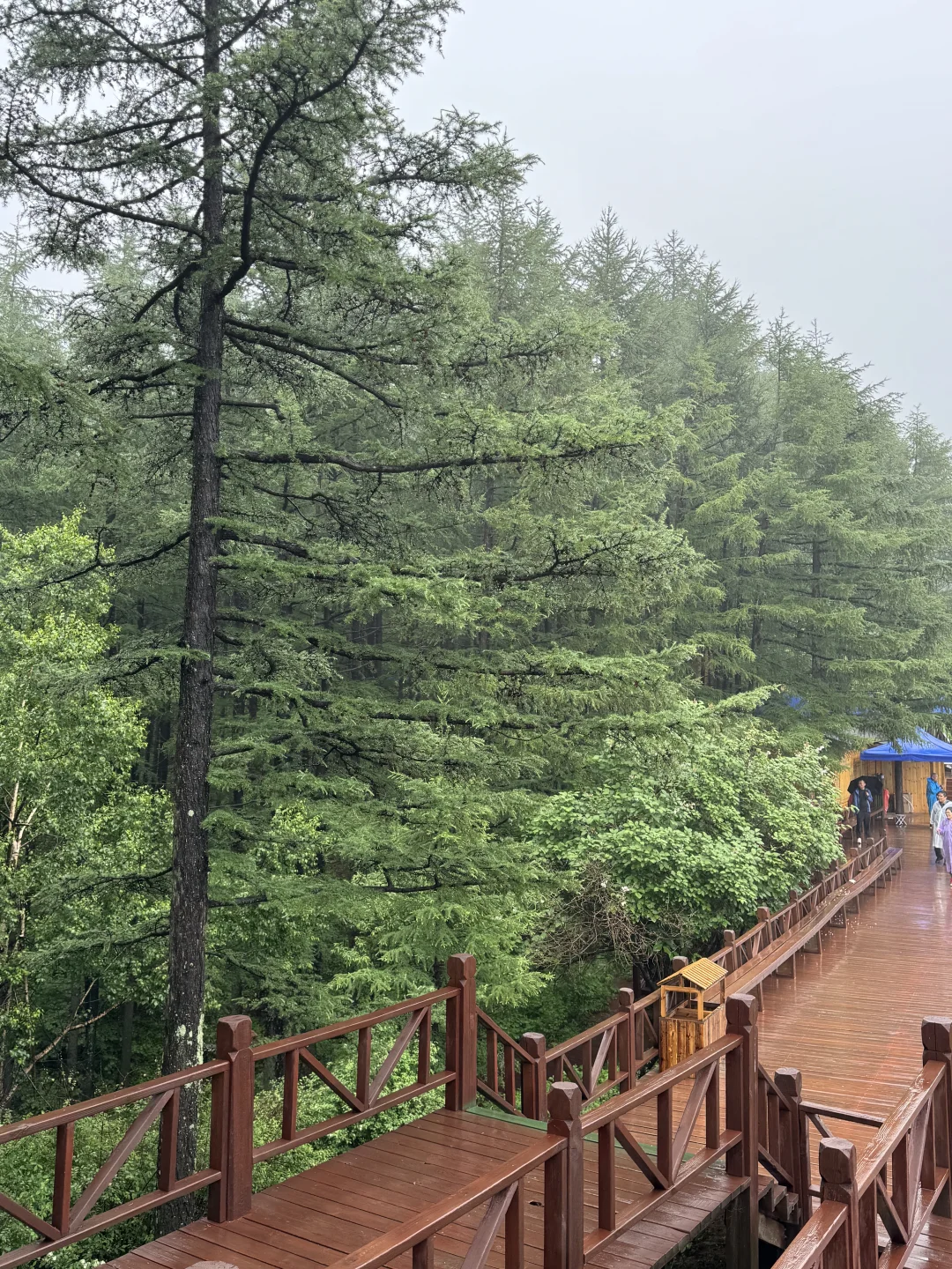 雨中驼梁