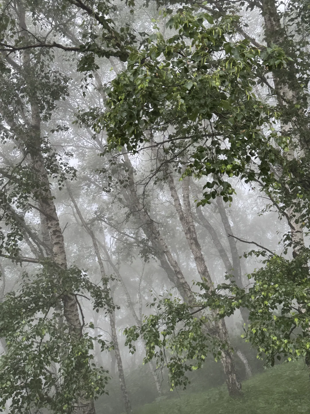 雨中驼梁