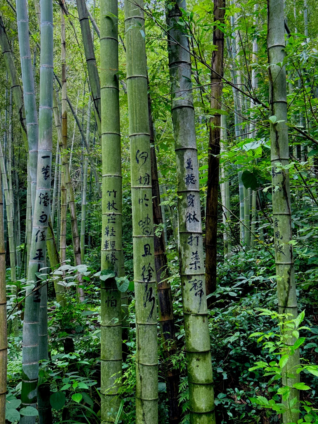 六安溯溪玩水宝藏去处-独山龙井沟景区
