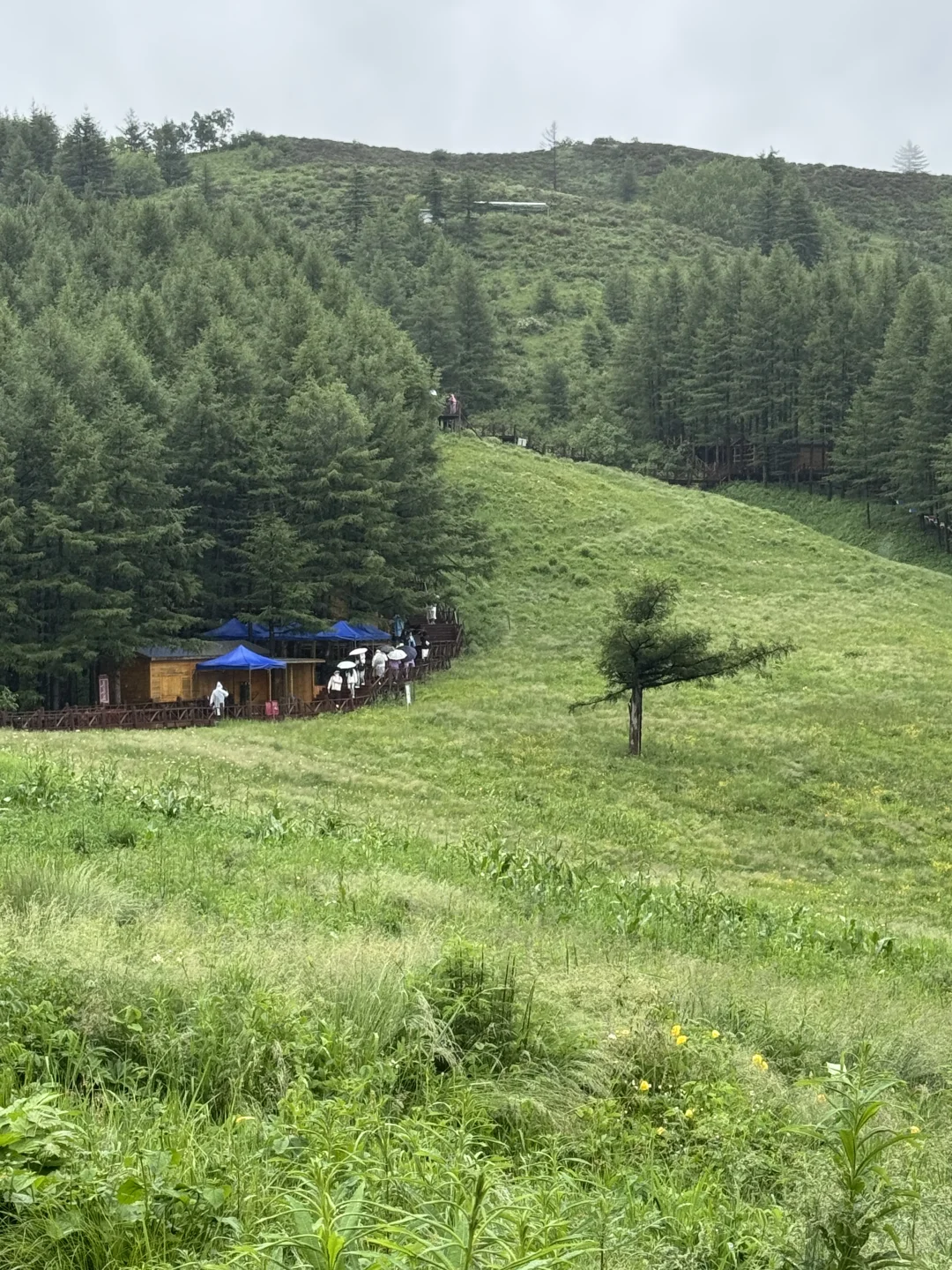 雨中驼梁