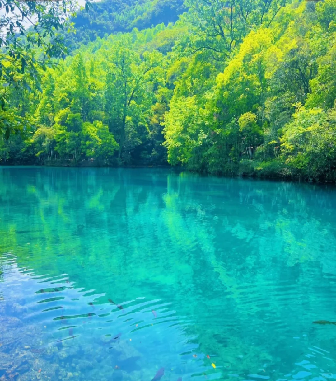 📍贵州荔波小七孔