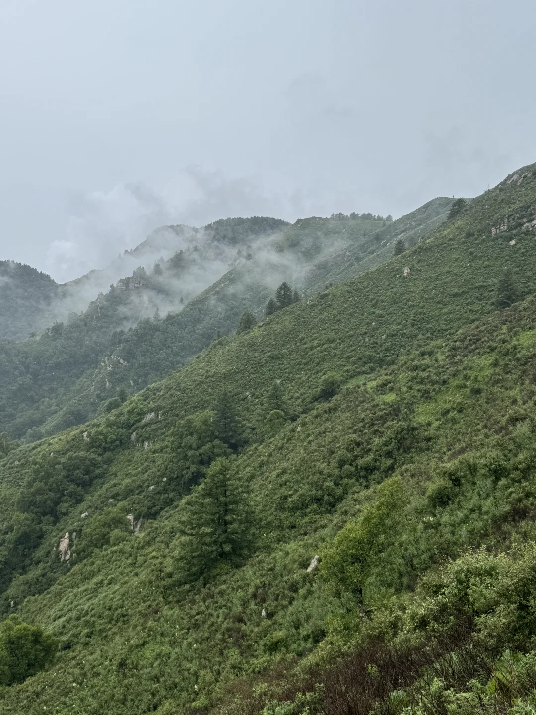 雨中驼梁