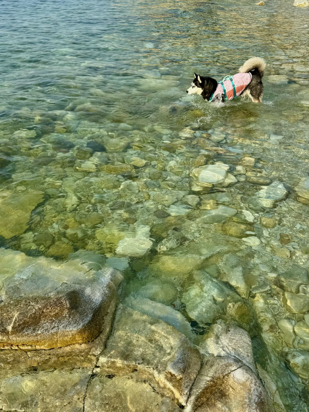 养马岛的玻璃海真的很美，骗人才不是小狗🐕
