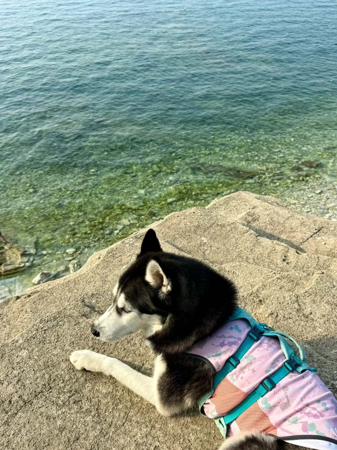 养马岛的玻璃海真的很美，骗人才不是小狗🐕
