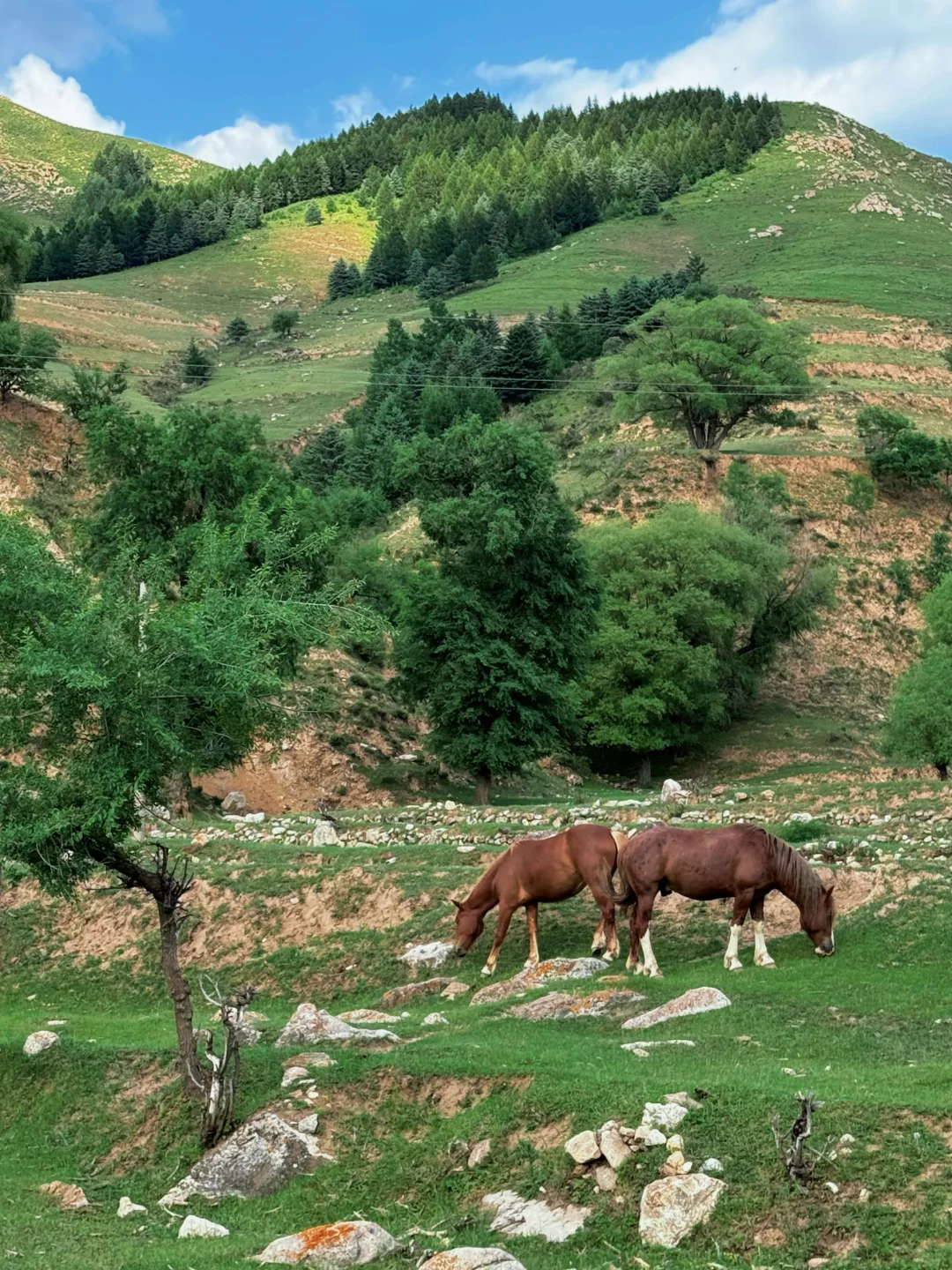 在山西，我找到了藏在梦里的那片草原🐎…..