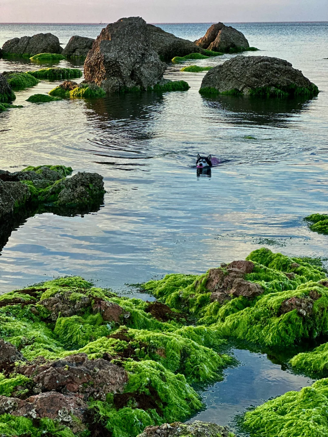 养马岛的玻璃海真的很美，骗人才不是小狗🐕