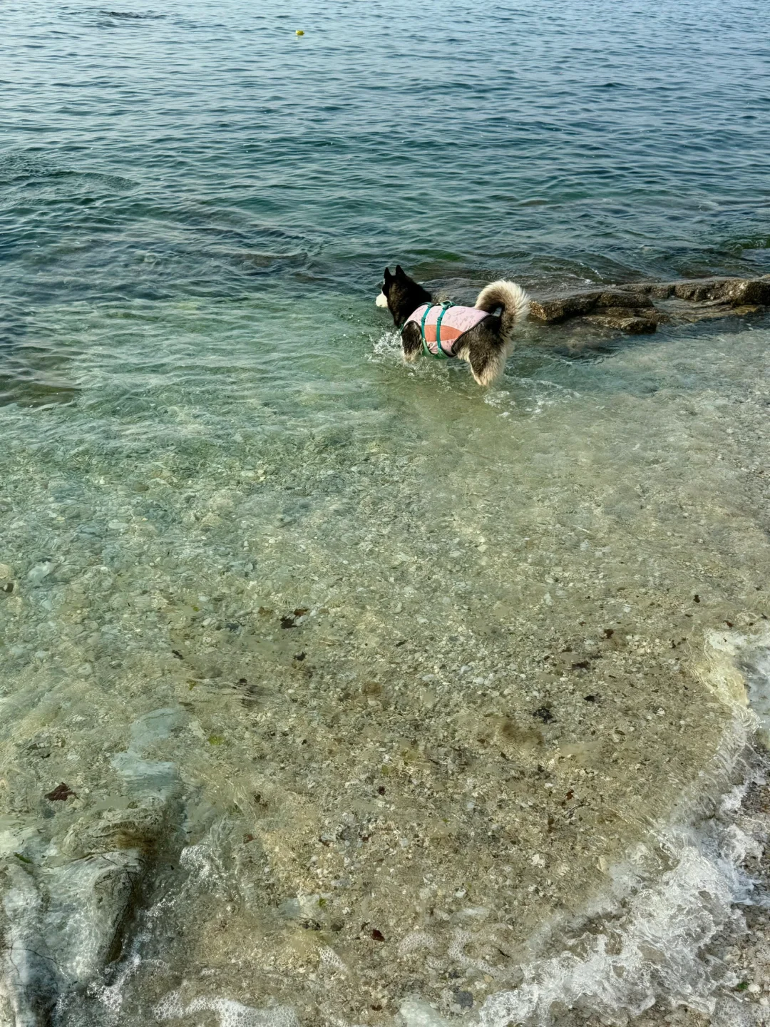 养马岛的玻璃海真的很美，骗人才不是小狗🐕