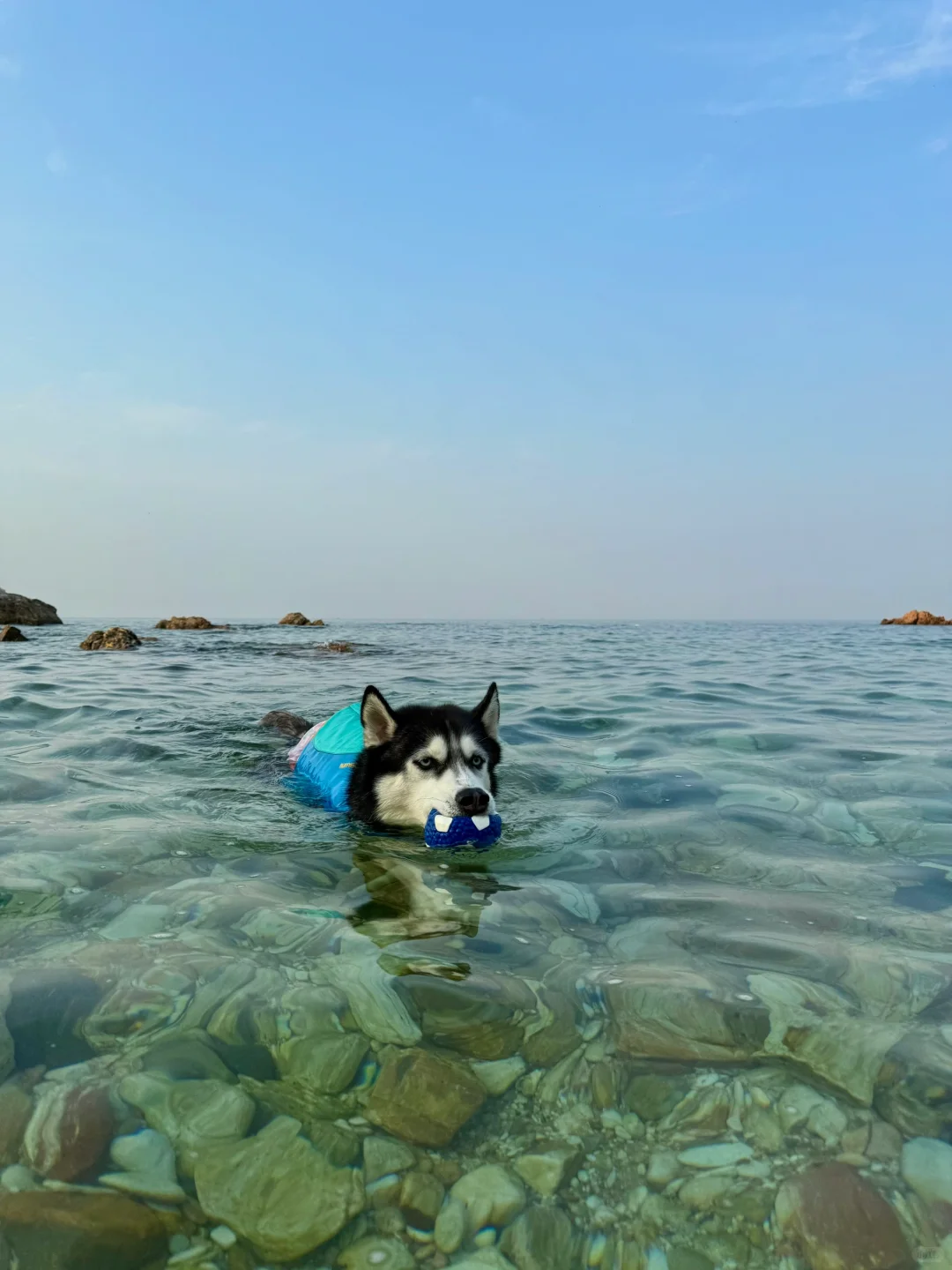养马岛的玻璃海真的很美，骗人才不是小狗🐕