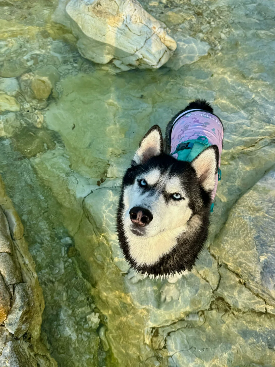 养马岛的玻璃海真的很美，骗人才不是小狗🐕