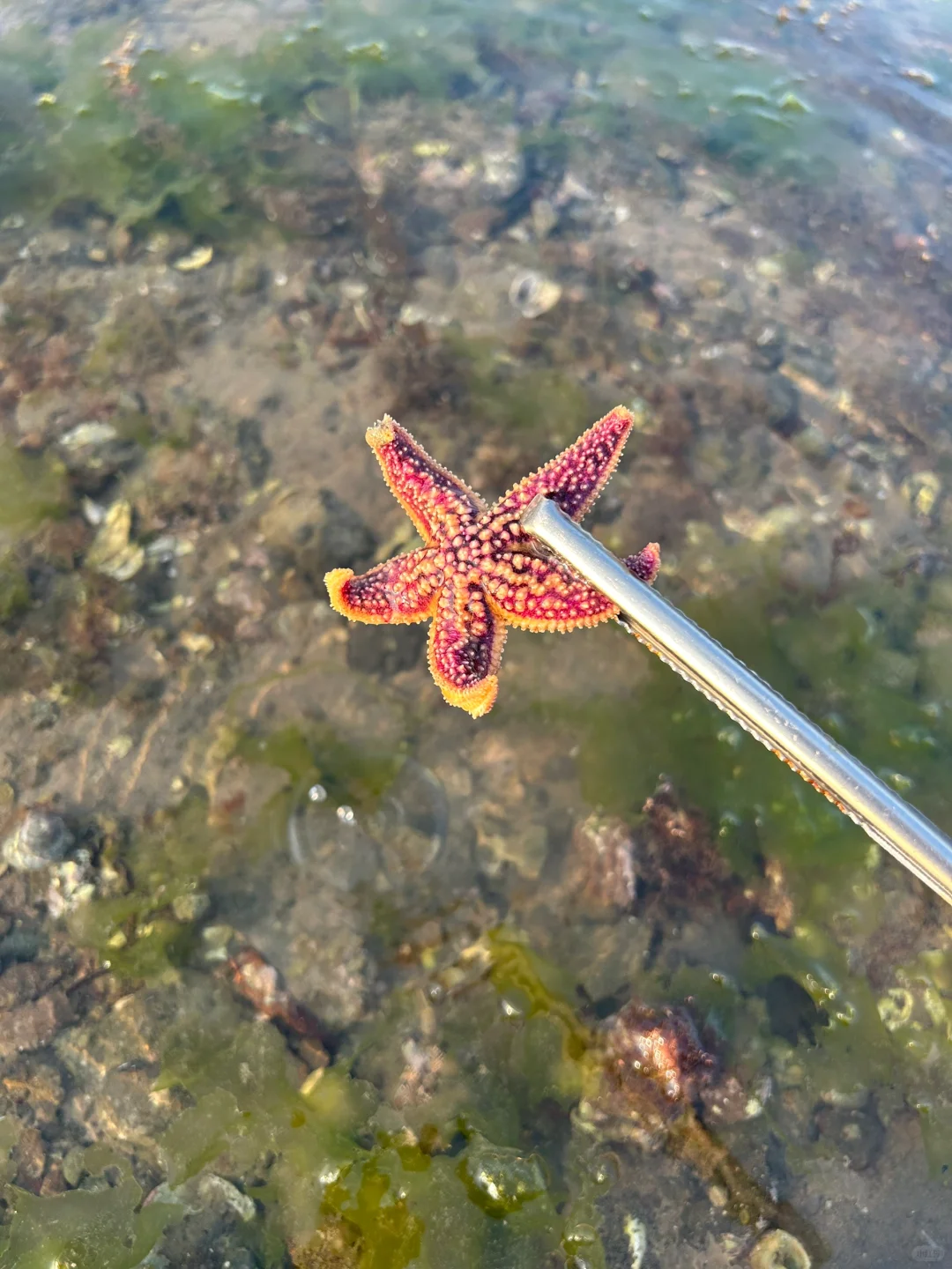 武汉➡️烟台➡️威海➡️荣成