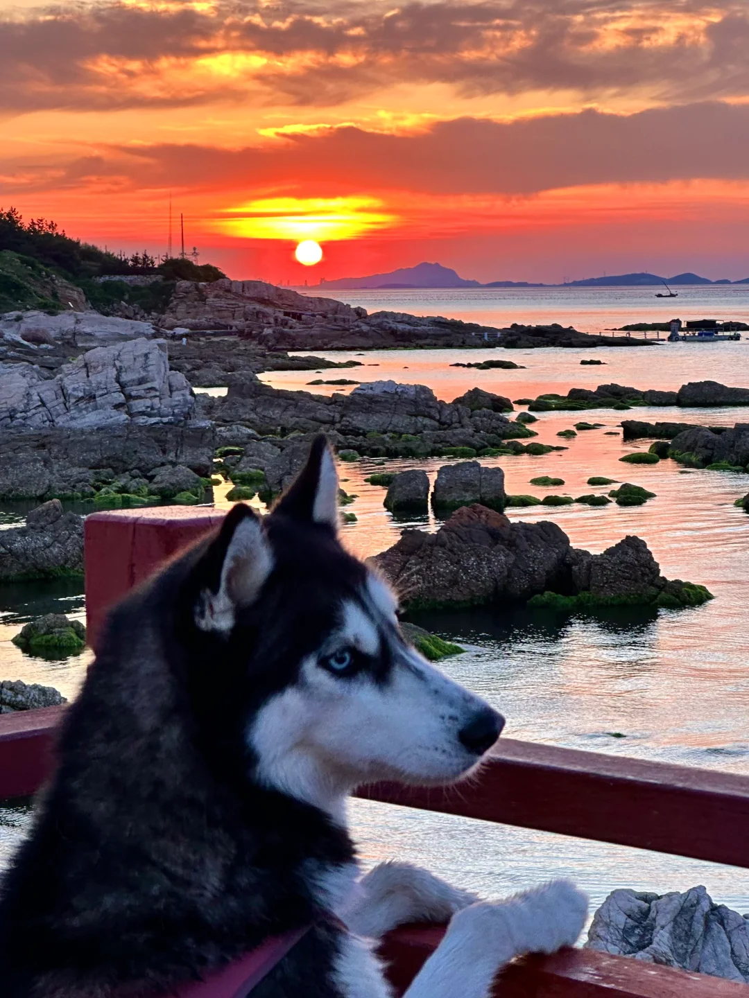 养马岛的玻璃海真的很美，骗人才不是小狗🐕