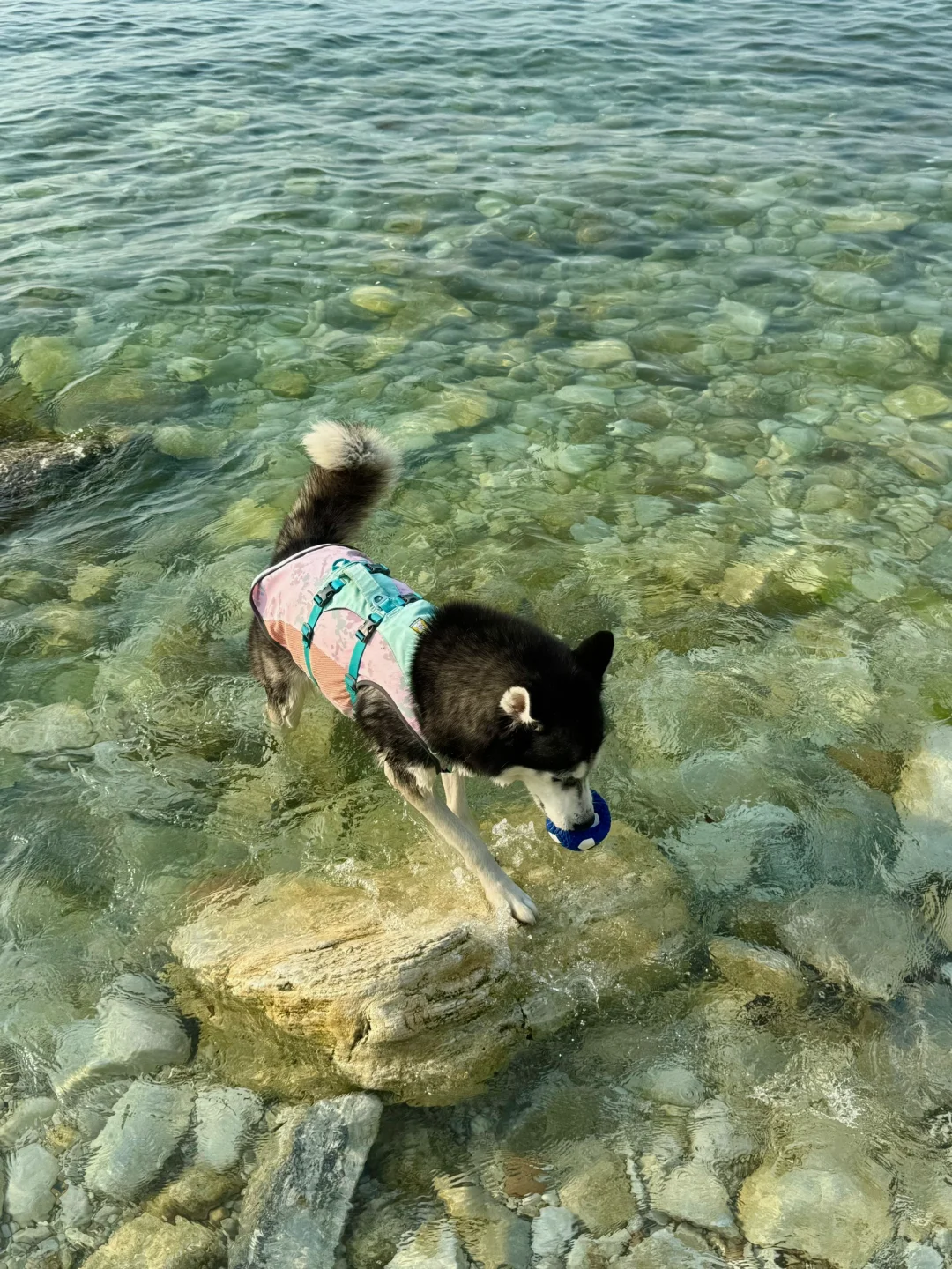 养马岛的玻璃海真的很美，骗人才不是小狗🐕