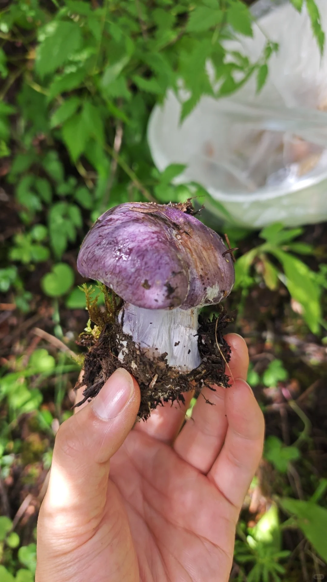 随雨而来，伴雨而去。