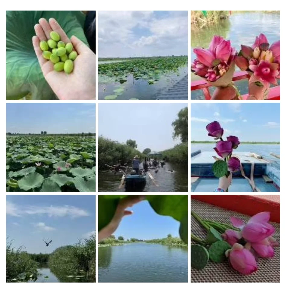 写给来白洋淀朋友的一封信｜白洋淀旅游攻略