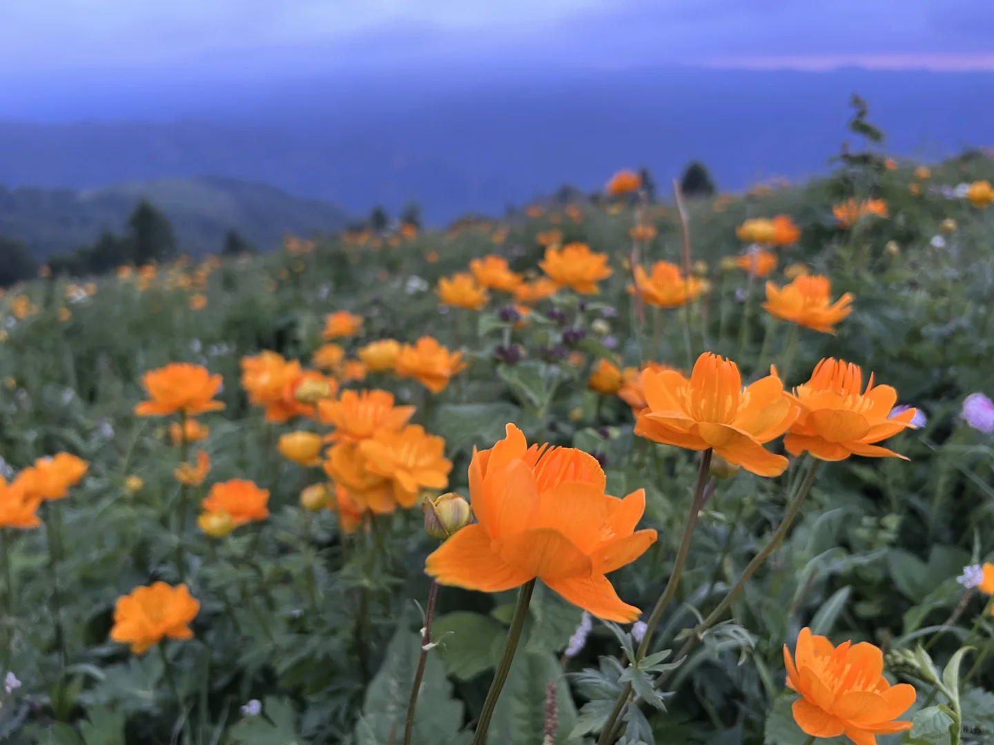 南北驼梁 赏金莲花海