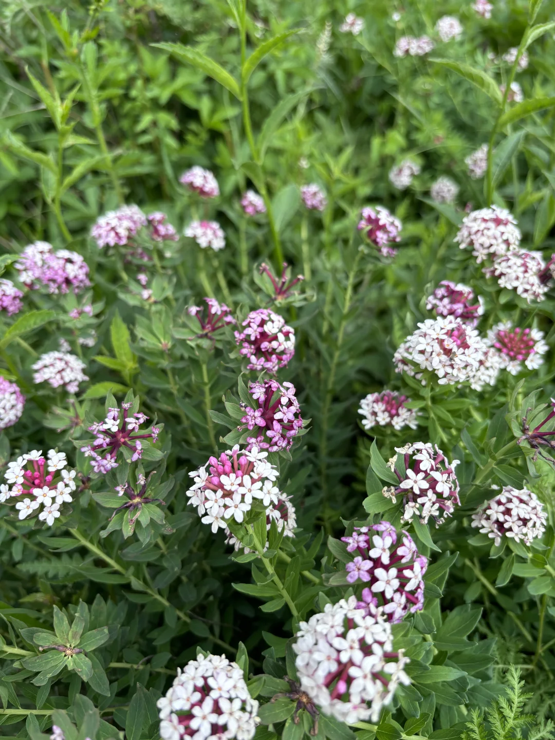 南北驼梁 赏金莲花海