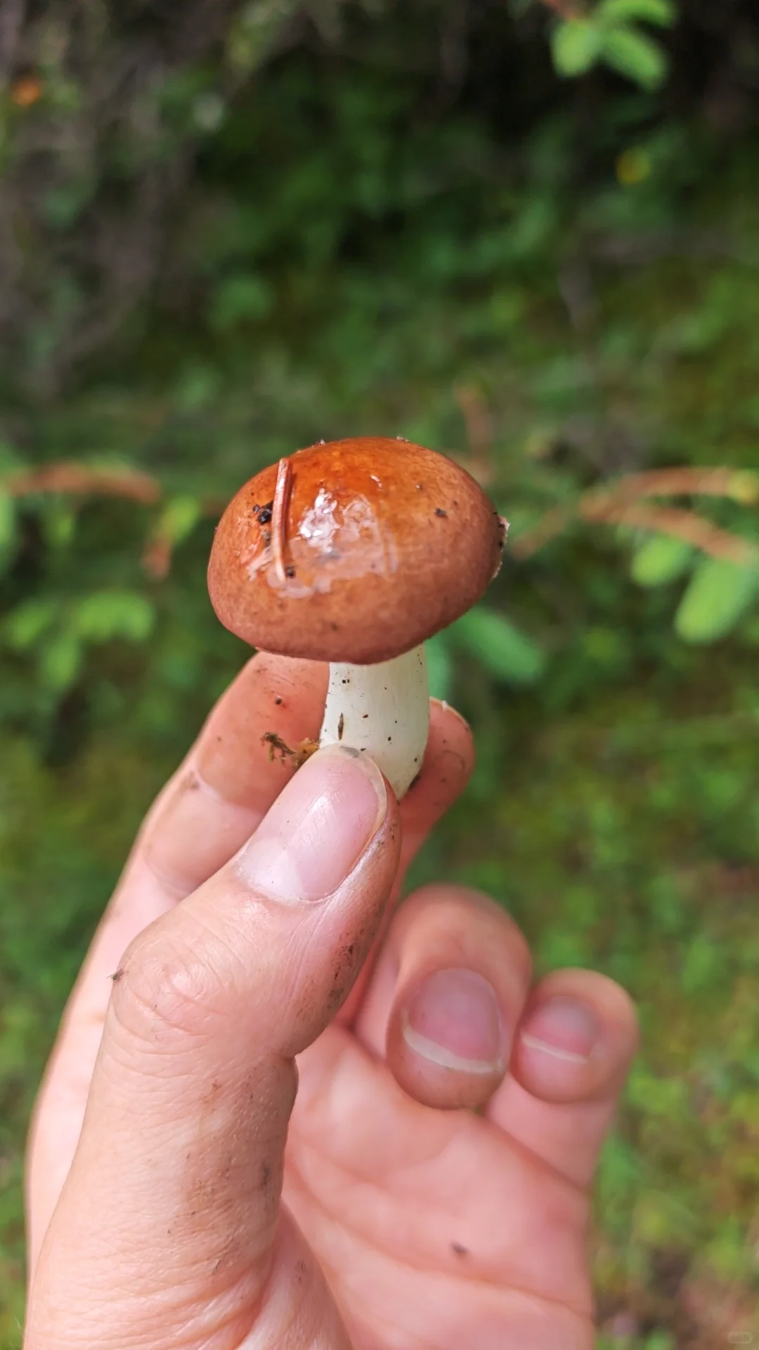 随雨而来，伴雨而去。