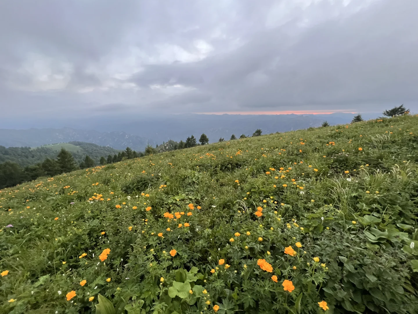 南北驼梁 赏金莲花海