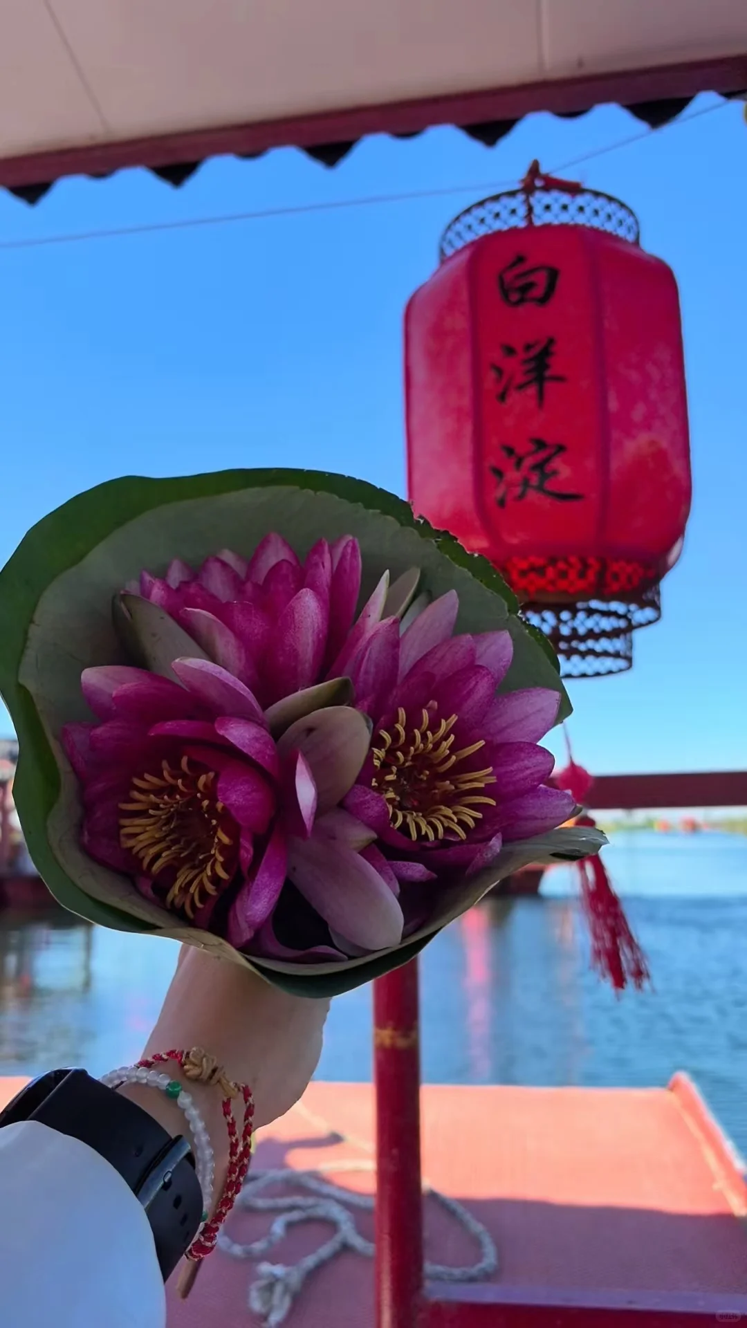 写给来白洋淀朋友的一封信｜白洋淀旅游攻略