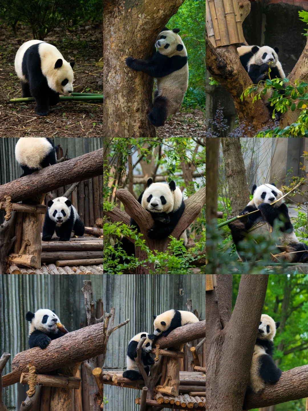 📍𝐂𝐡𝐞𝐧𝐠𝐃𝐮 和我在成都的街头走一走