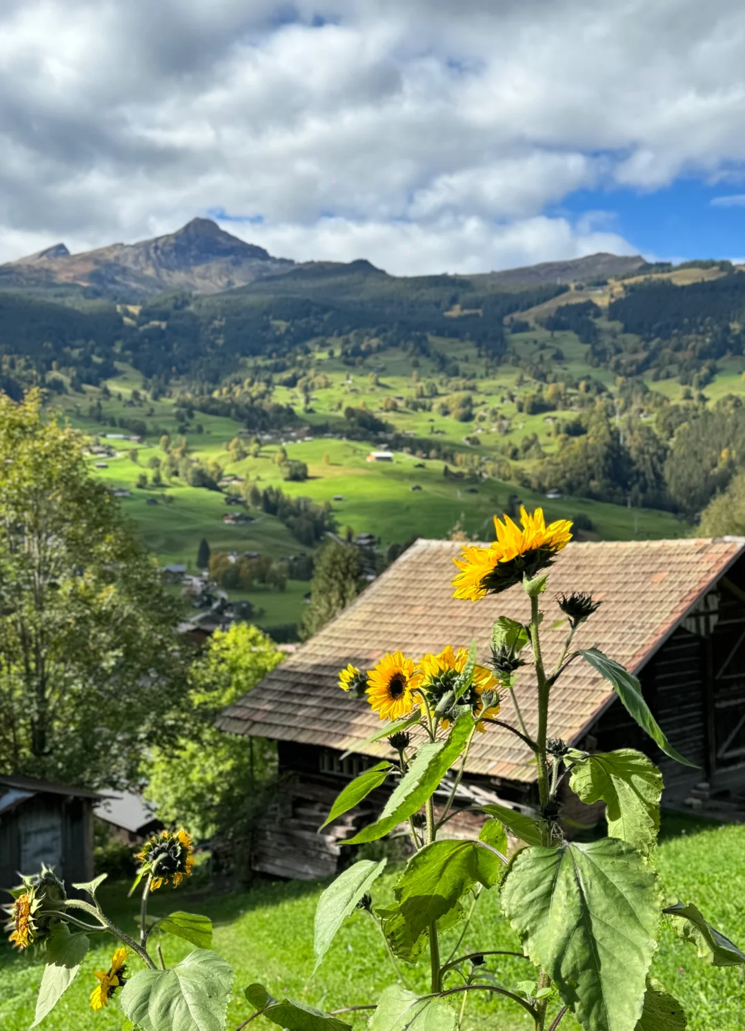 瑞士🇨🇭完美天气的格林德瓦梦幻山坡