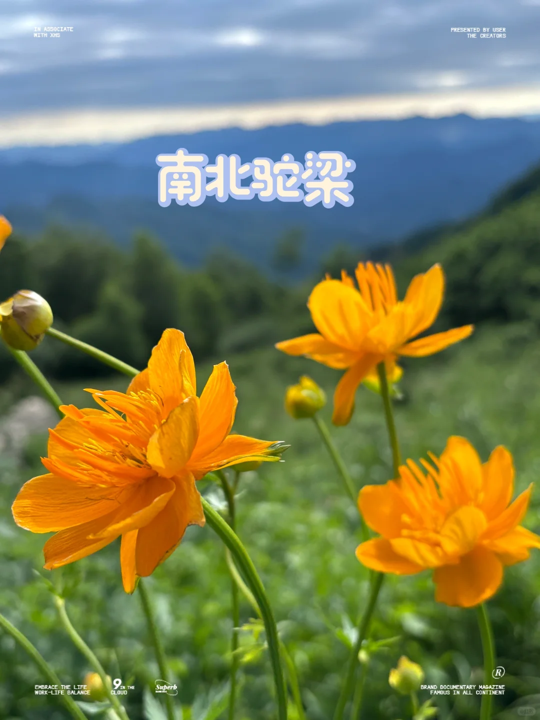 南北驼梁 赏金莲花海