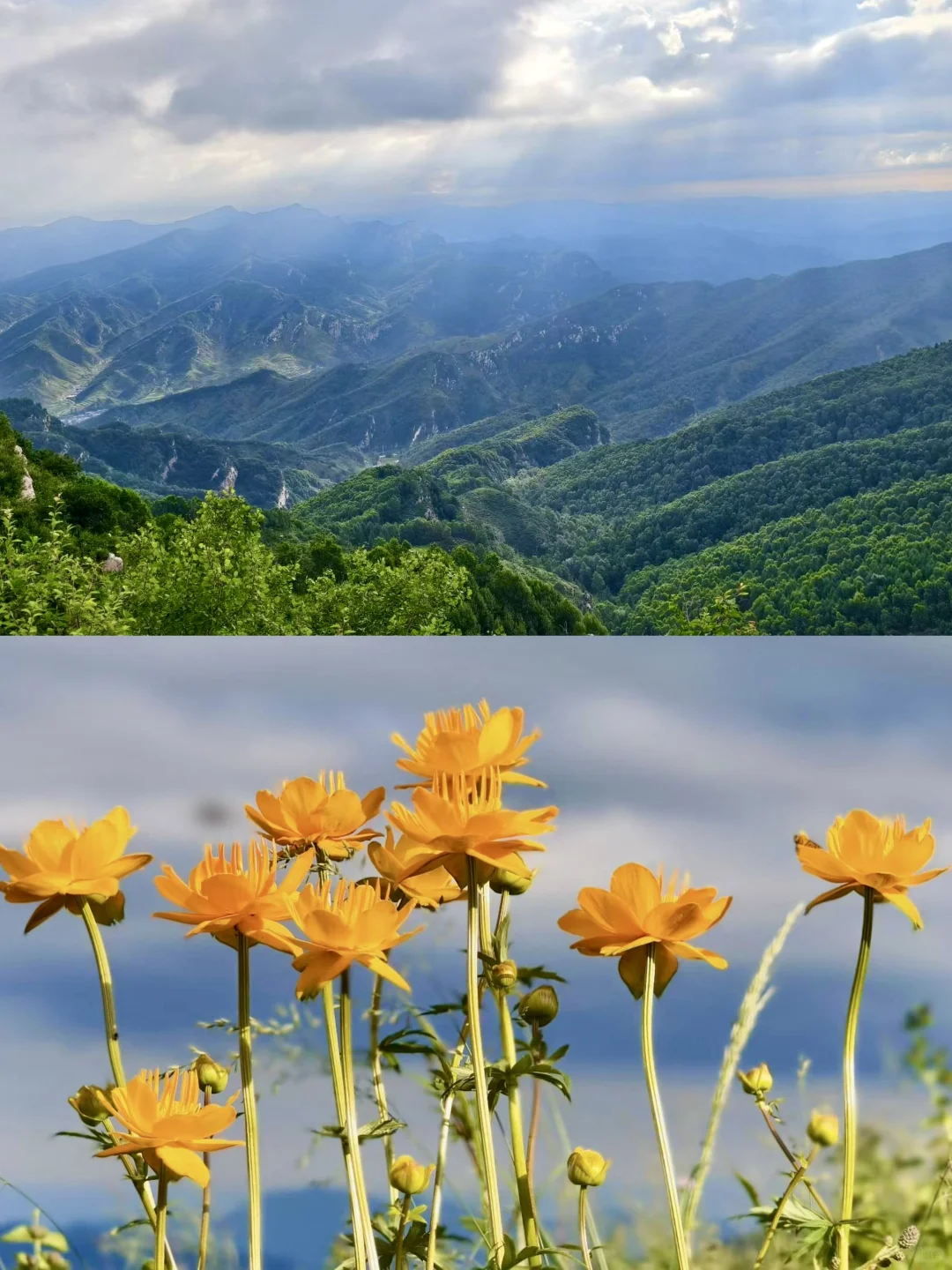南北驼梁 赏金莲花海