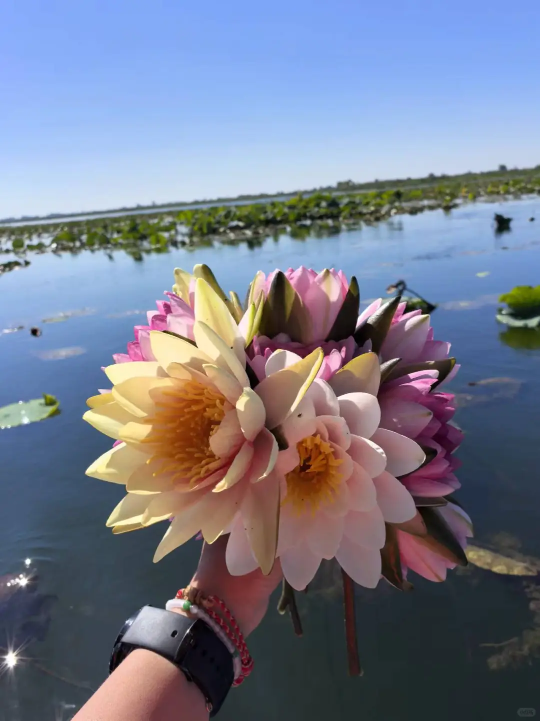 写给来白洋淀朋友的一封信｜白洋淀旅游攻略