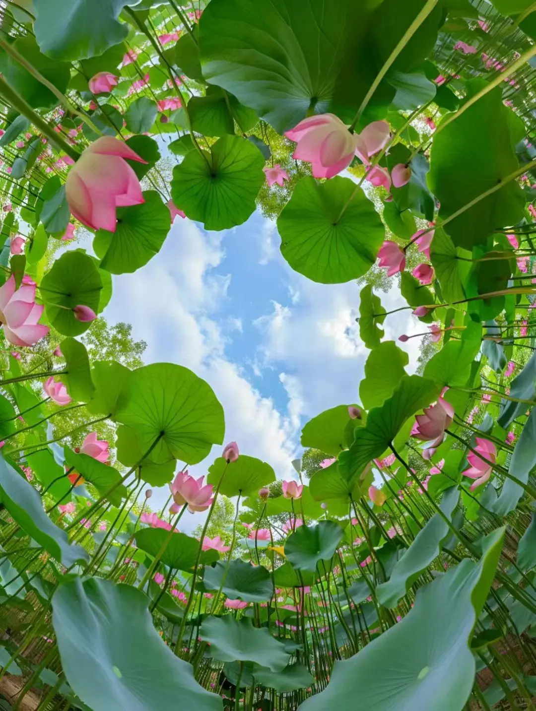 写给来白洋淀朋友的一封信｜白洋淀旅游攻略