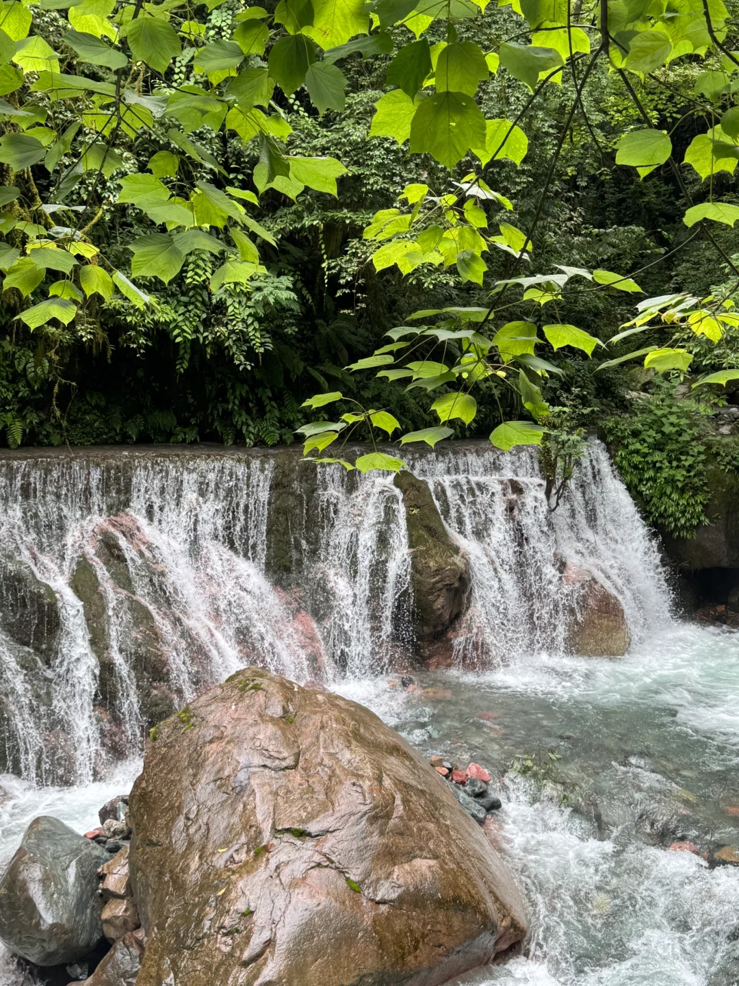 丛林吸氧🌲🌲