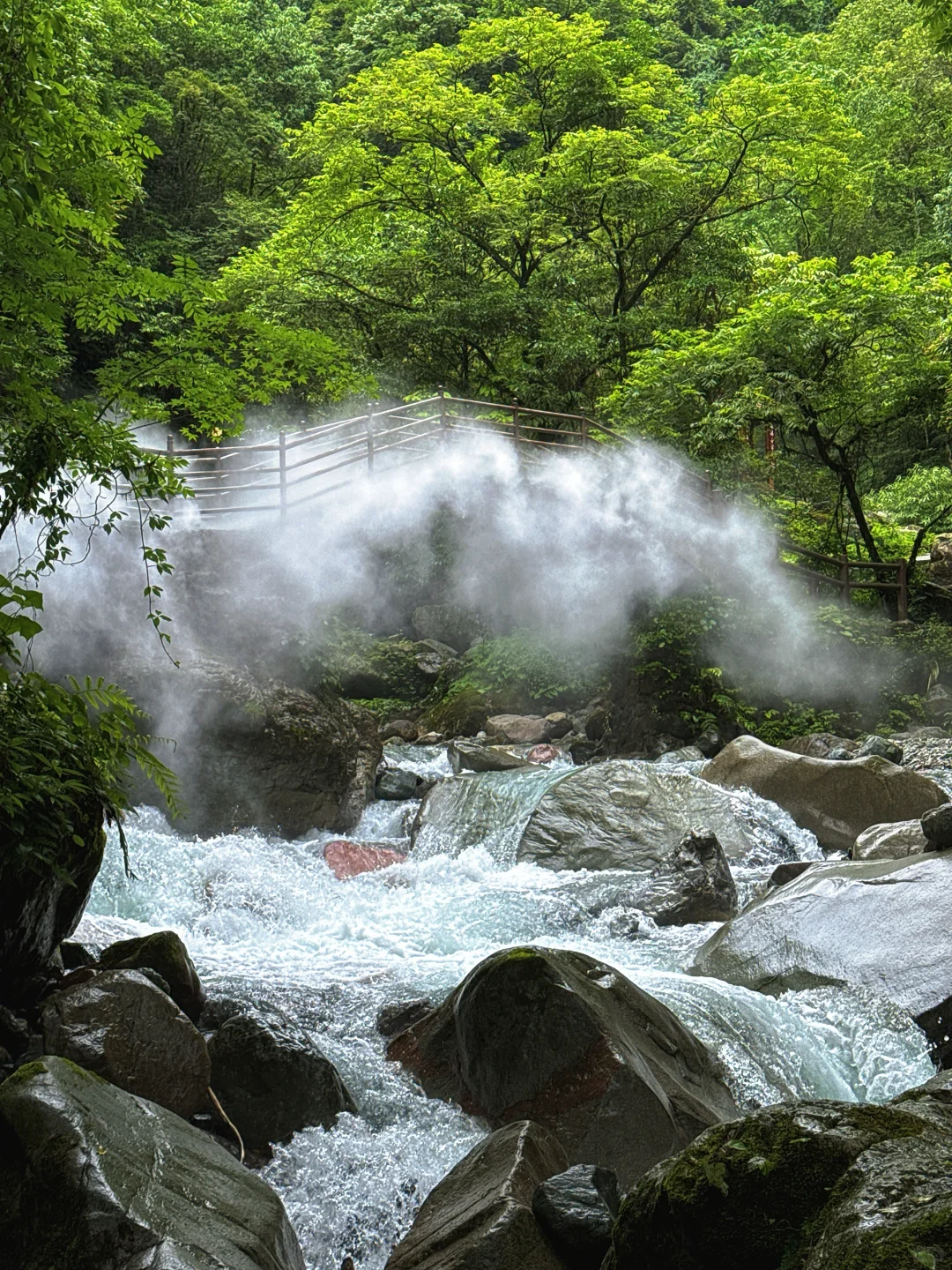 丛林吸氧🌲🌲