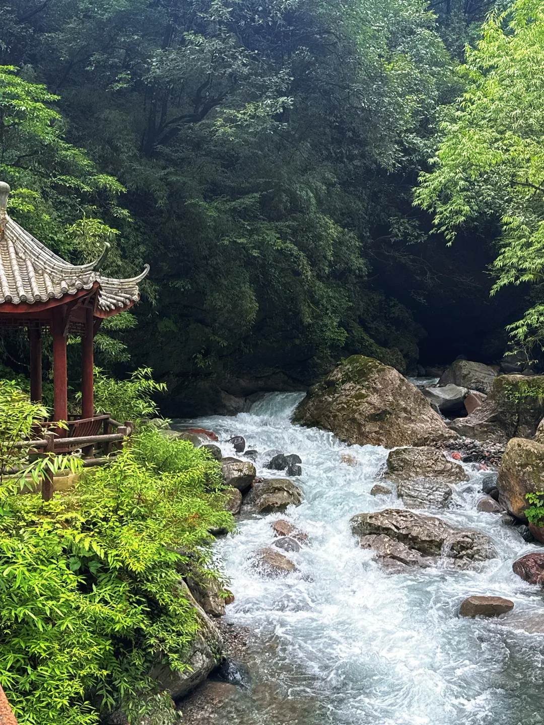丛林吸氧🌲🌲