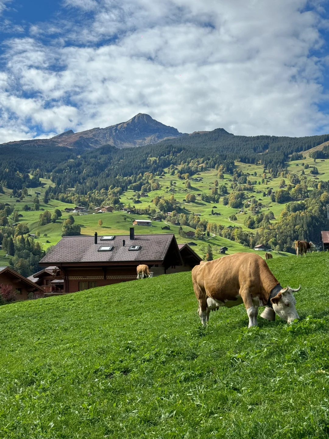 瑞士🇨🇭完美天气的格林德瓦梦幻山坡